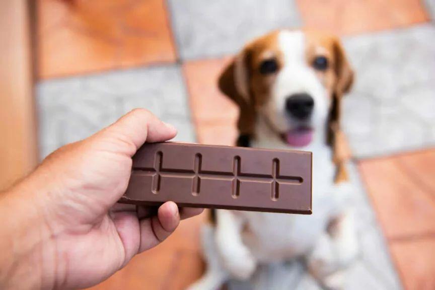 czekolada czy pies może jeść czekoladę teobromina