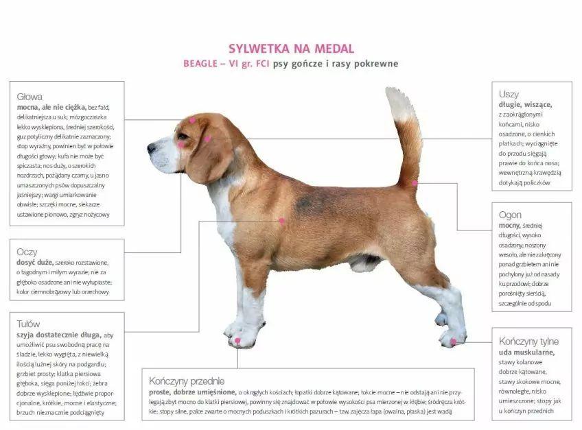 Wzorzec rasy beagle