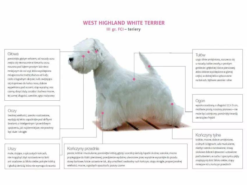 Wzorzec rasy west highland white terrier
