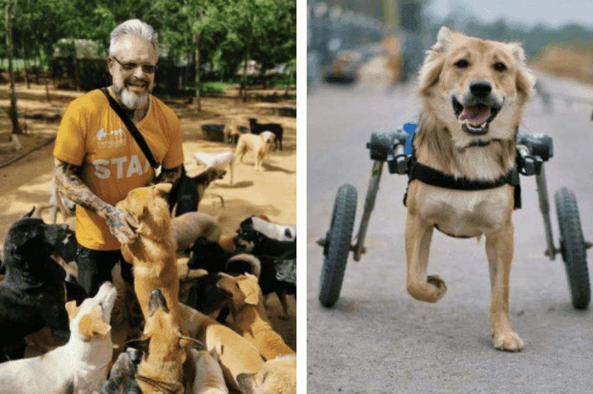 Człowiek, który ratuje psy