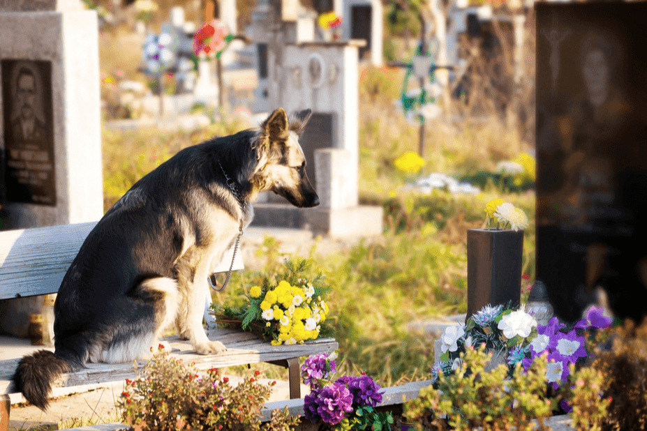 czy mozna wejsc z psem na cmentarz