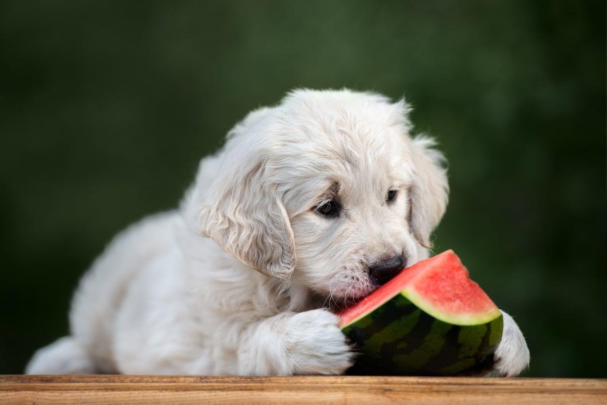 czy pies może jeść arbuza