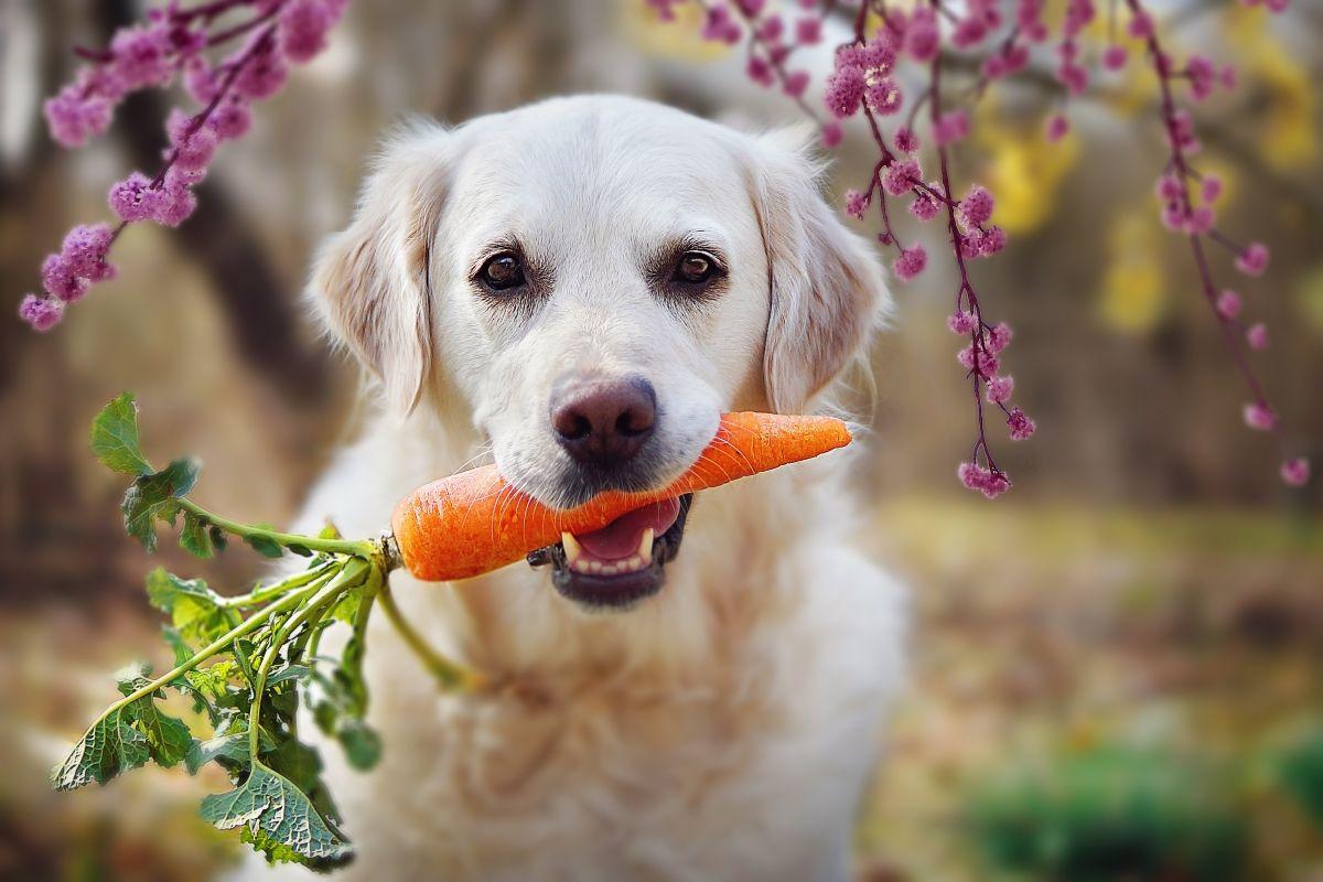 czy pies może jeść marchewkę