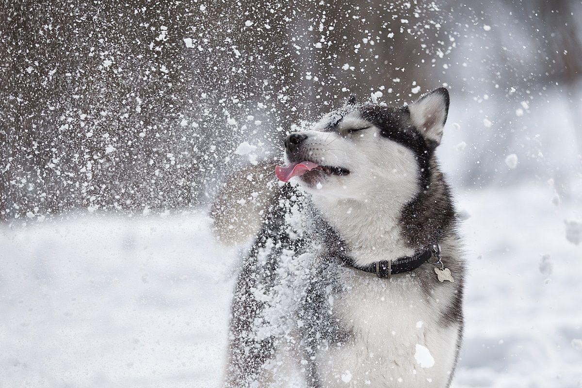 czy pies może jeść śnieg