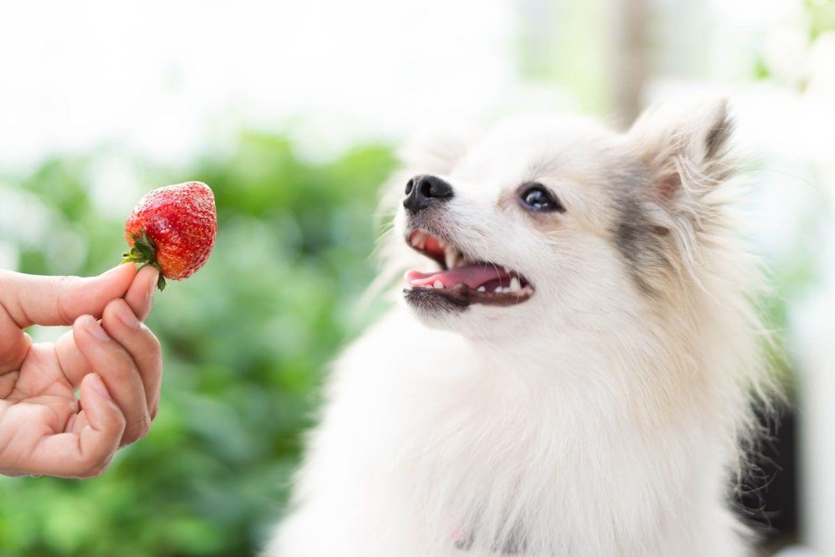czy pies może jeść truskawki