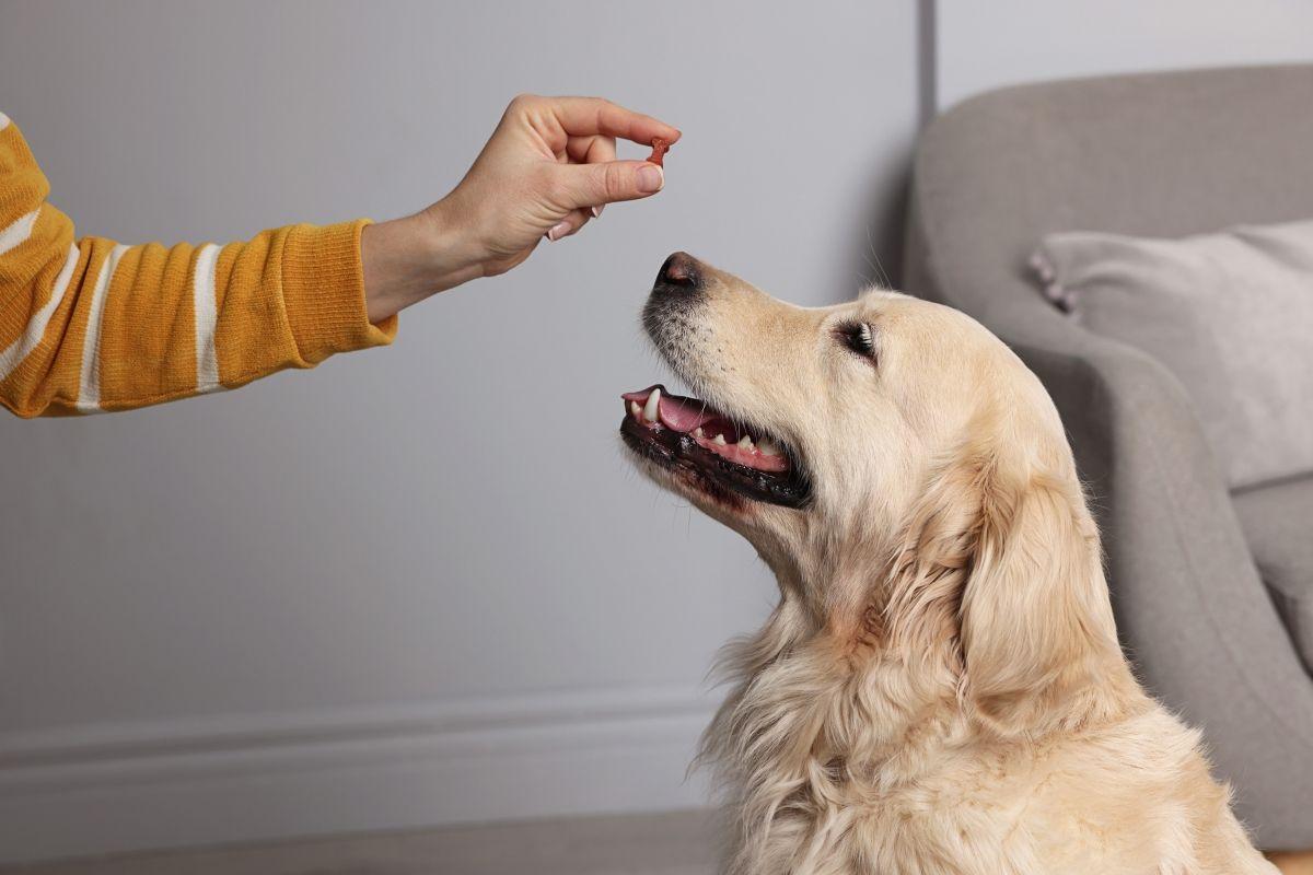 czy tabletki na kleszcze są bezpieczne dla psów