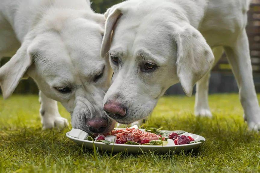 psy jedzą mięso