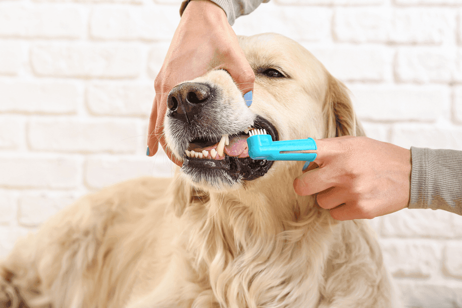 czyszczenie zebow u psa