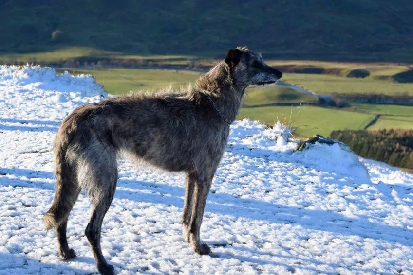 Deerhound stojący na ośnieżonym wzgórzu