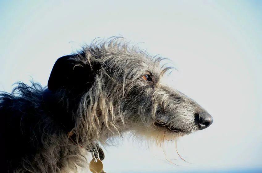 Portret deerhounda z profilu