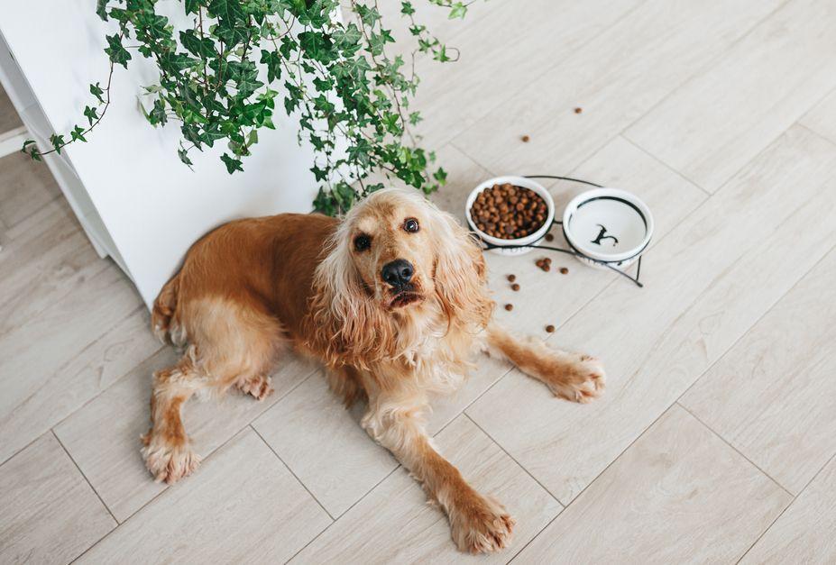 dlaczego pies pozostawia kawałek jedzenia
