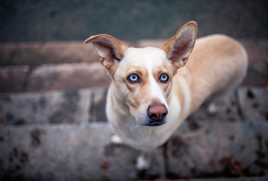 dlaczego psie oczy zmienily kolor na niebieski