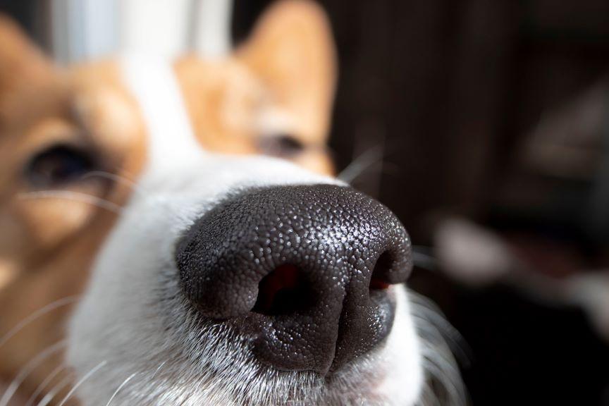 dlaczego psy mają mokre i zimne nosy