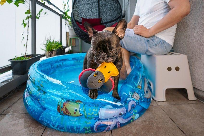 dmuchany basen dla psa-min.jpg