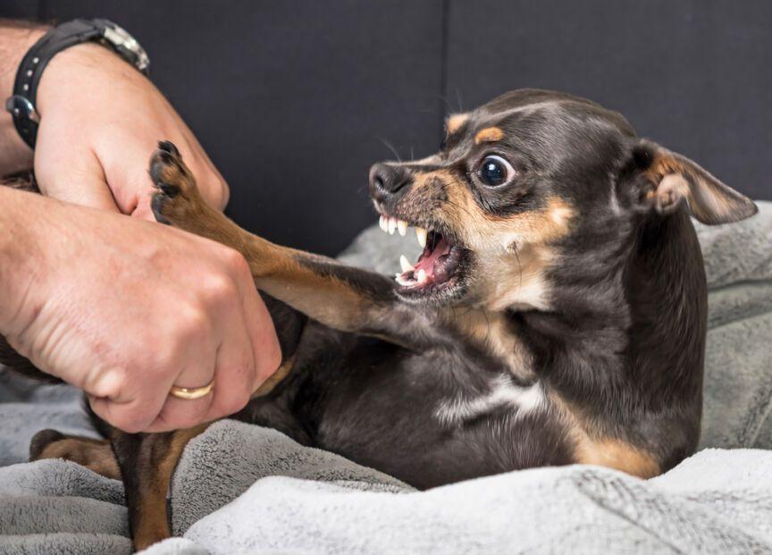 agresywny pies wobec jednego z domowników