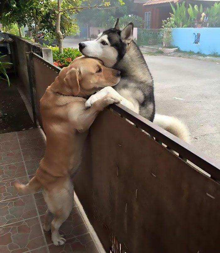 Przytulające się psy