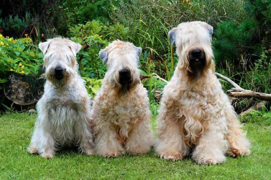 Trzy psy rasy irish soft coated wheaten terrier