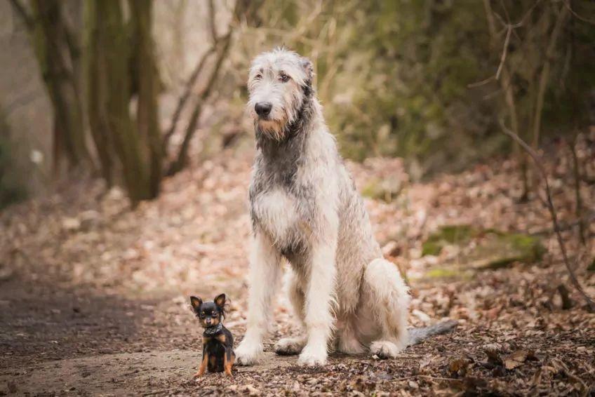 mały i duży pies