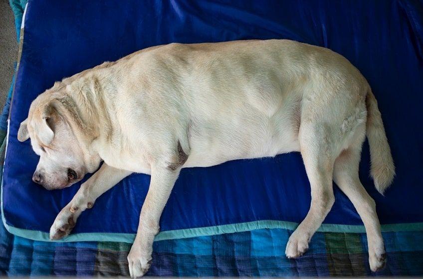 duży tłuszczak u psa zdjęcie