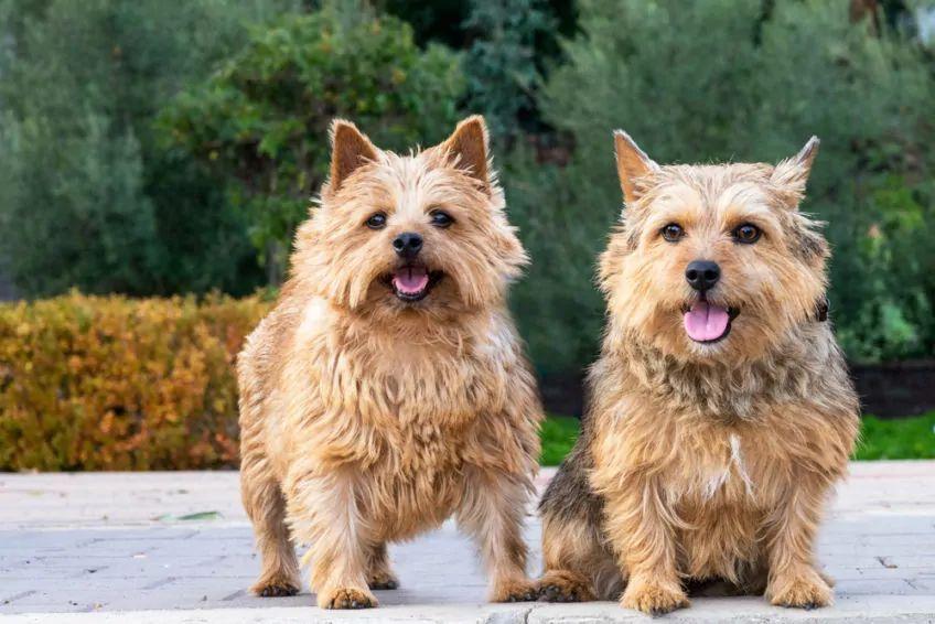 dwa pieski rasy norwich terrier