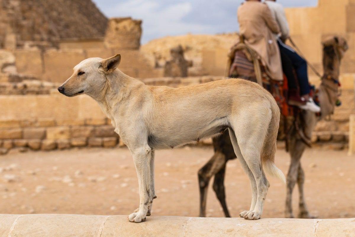 egipt banuje psy