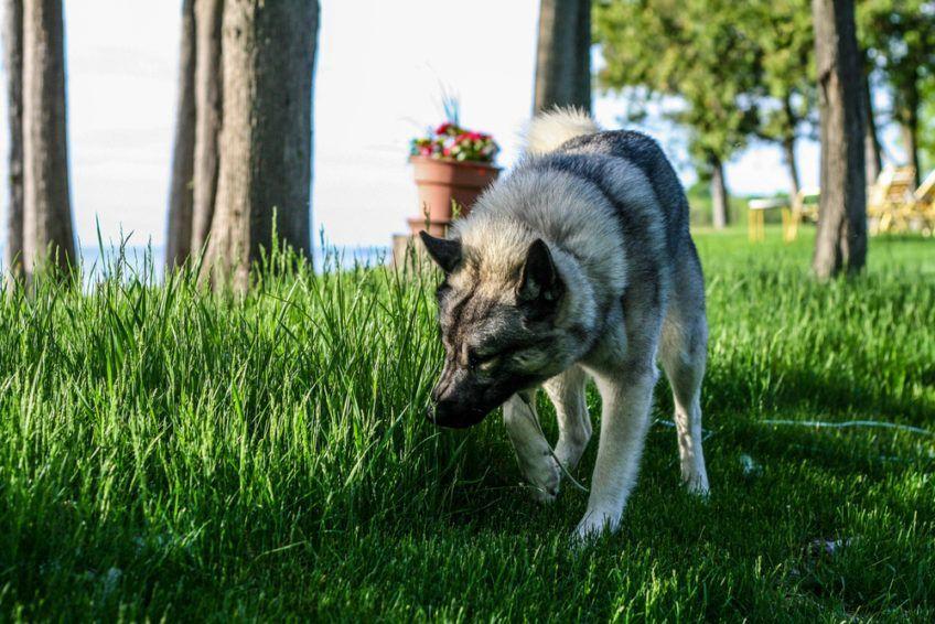 Elkhund szary węszący trawę na spacerze
