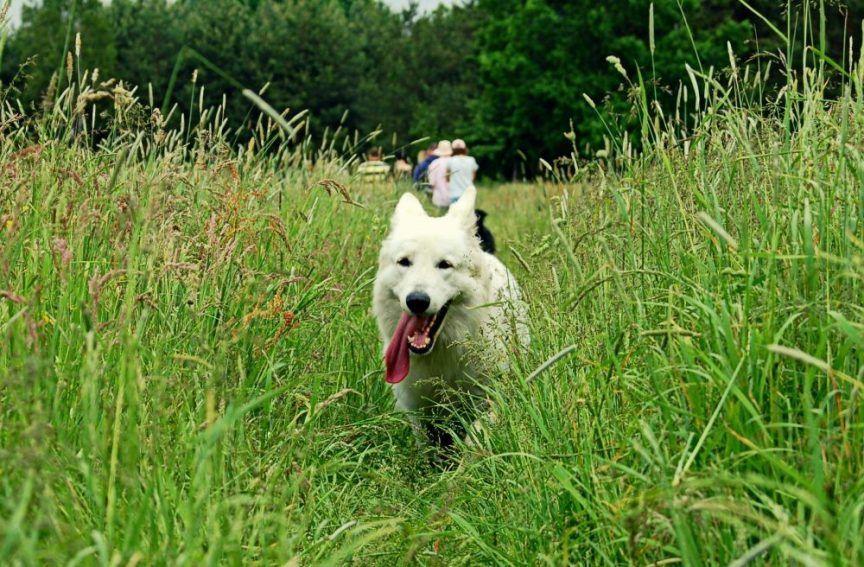 Pies biegnie łąką