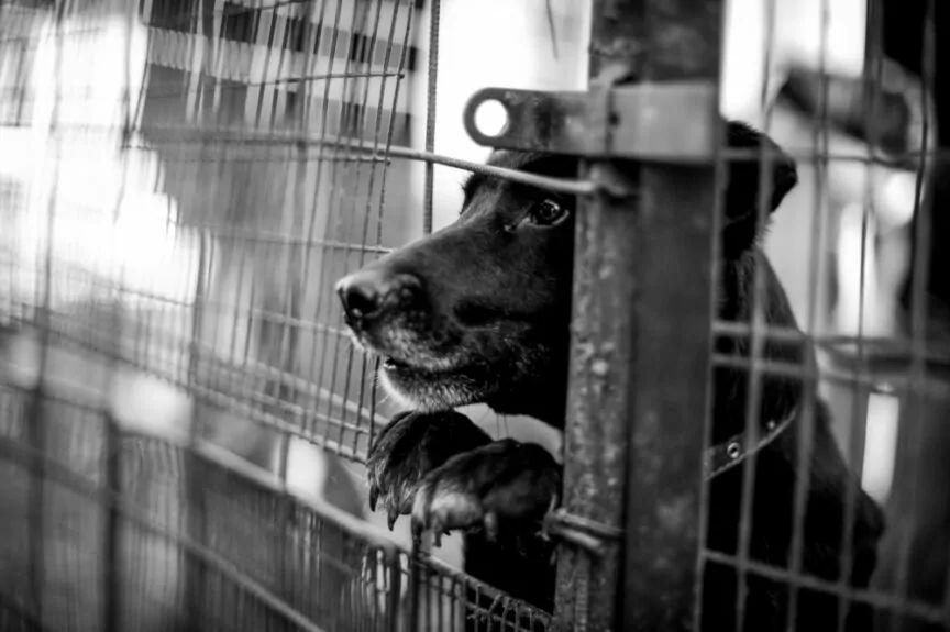 eutanazje psów w schroniskach
