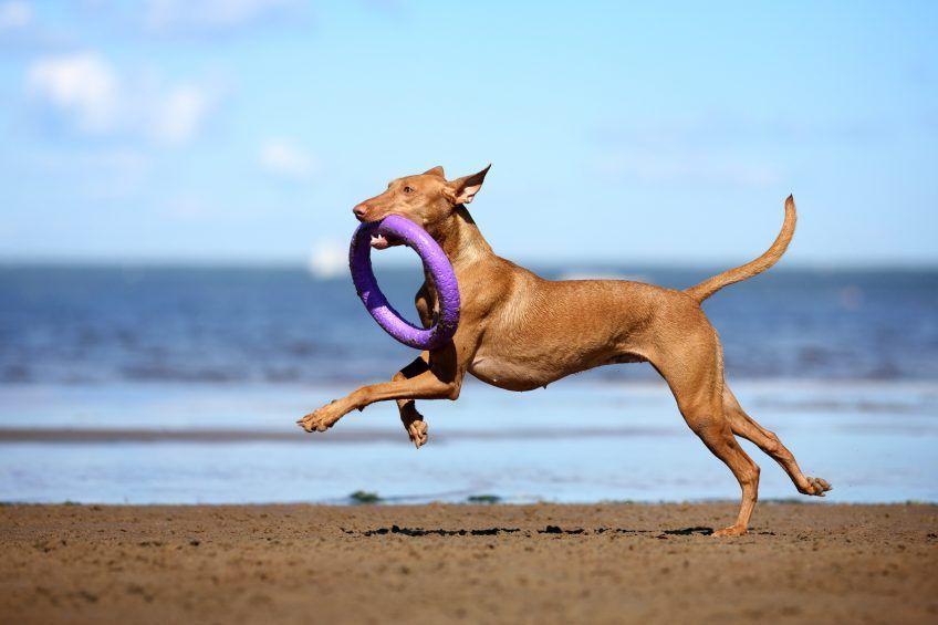Pies faraona biegnący po plaży z zabawką w pysku