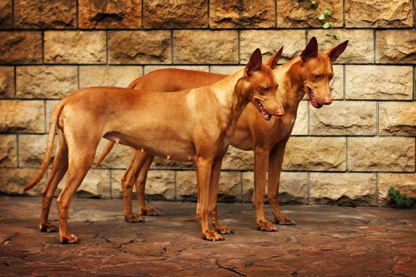 Dwa stojące psy faraona