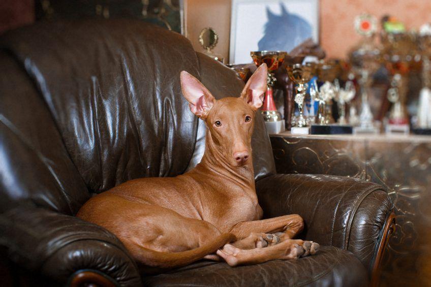 Pies faraona leżący na fotelu