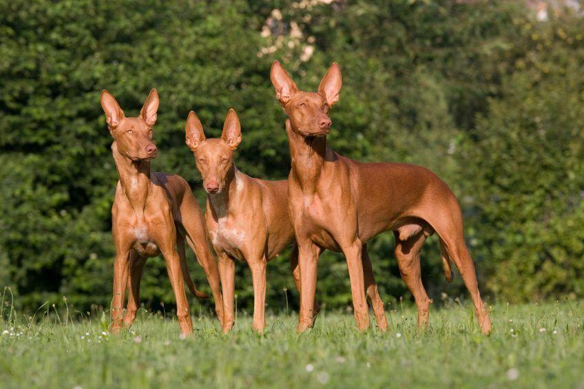 Trzy stojące psy faraona