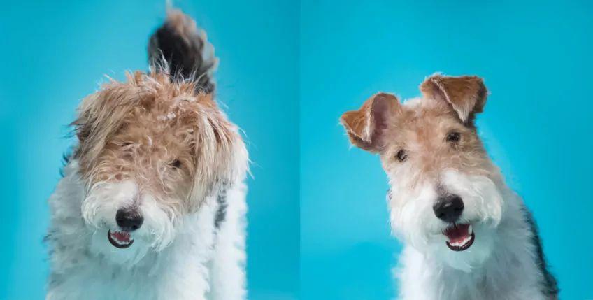 Portret foksteriera przed i po trymowaniu