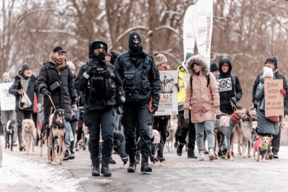 Marsz pod hiszpańską ambasadą w obronie psów Galgo