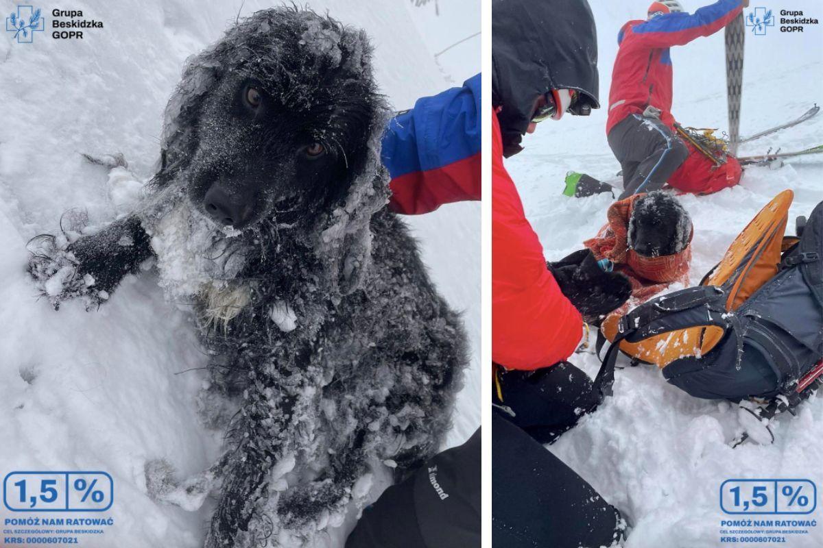 ratownicy GOPR uratowali psa na Babiej Górze