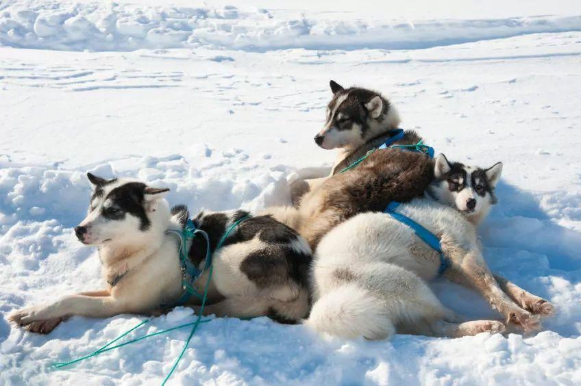 Psy grenlandzkie odpoczywające na śniegu