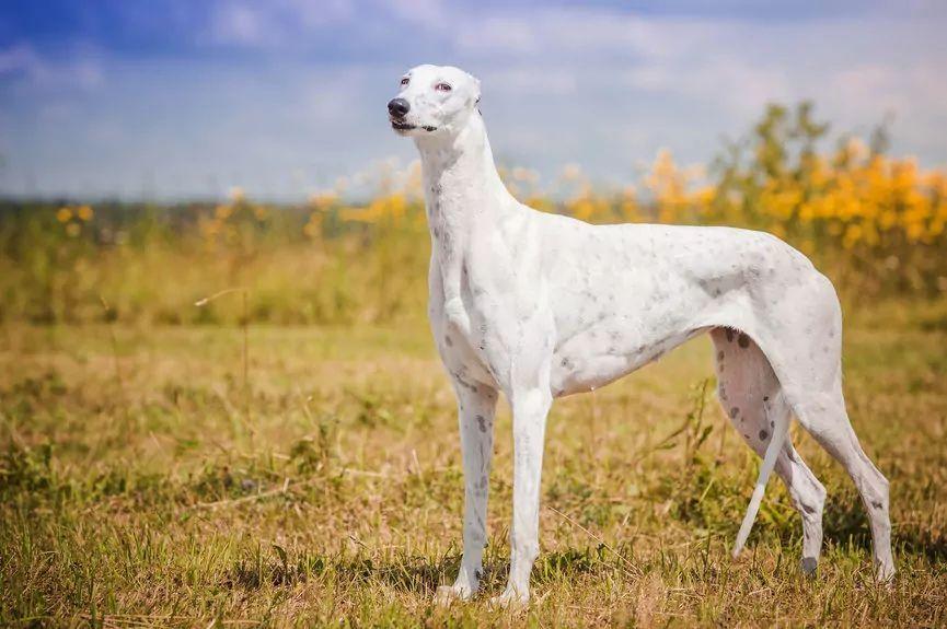 Biały greyhound stojący na łące