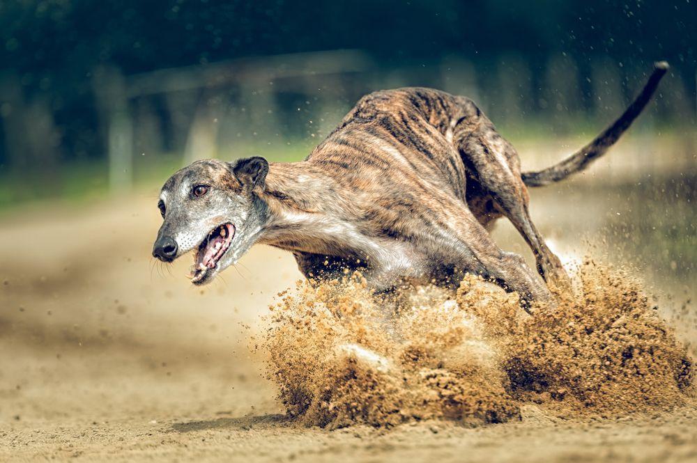 greyhound 5.jpg