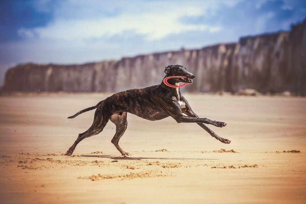 greyhound 8.jpg