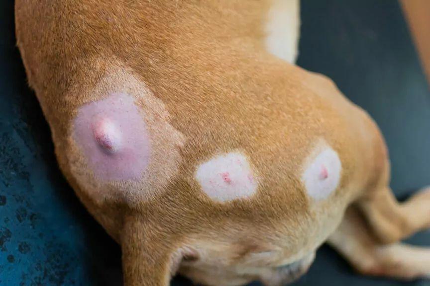 tłuszczak u psa guzy nowotwór