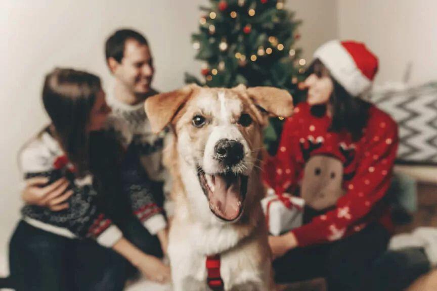jak przygotować psa na świątecznych gości