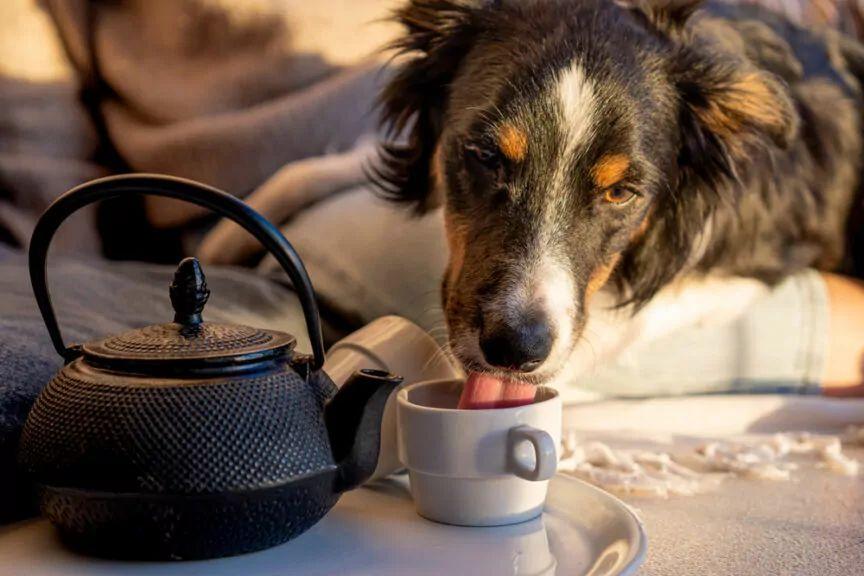 herbata dla psa