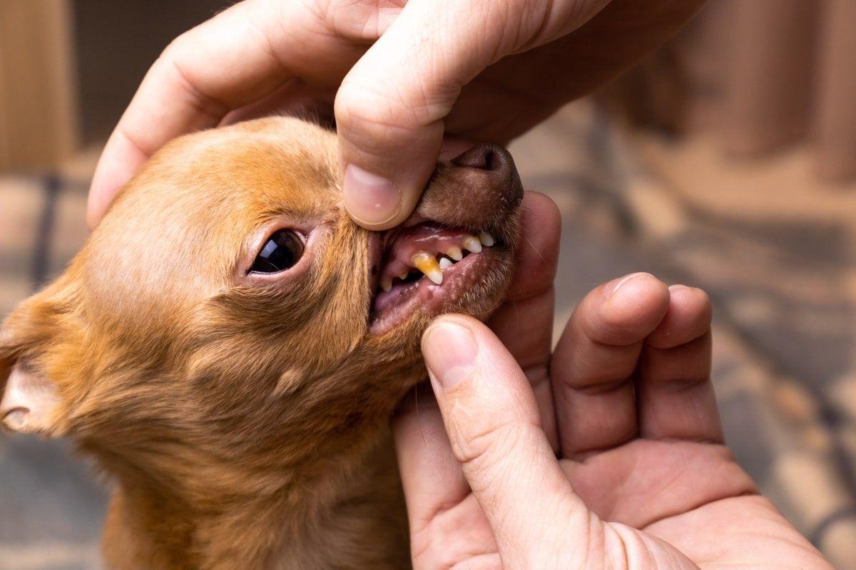 higiena jamy ustnej psa