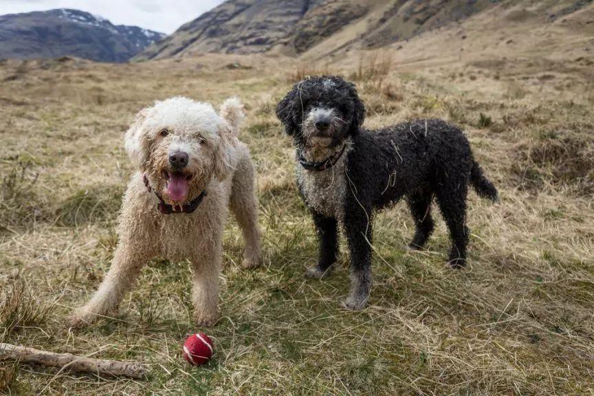 Dwa hiszpańskie psy dowodne stojące na trawie