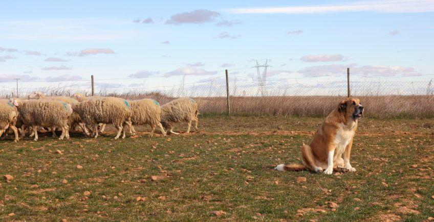 Mastif hiszpański siedzący koło stada owiec