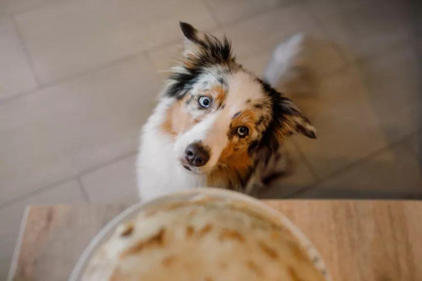 czy pies może jeść hummus