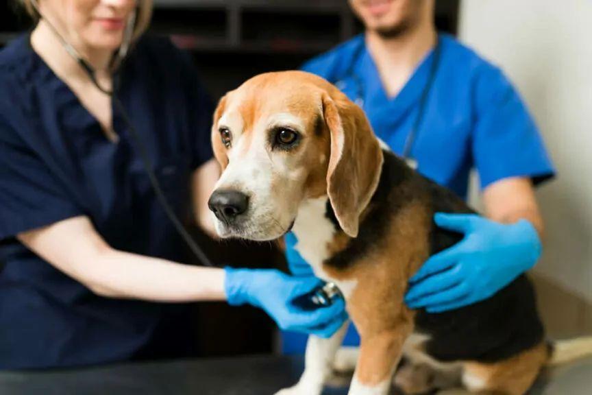 IBD u psów nieswoiste zapalenie jelit