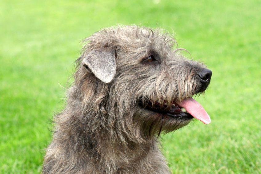 Portret glen of imaal terriera z profilu
