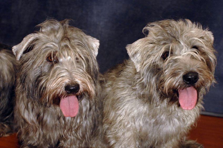Portret dwóch glen of imaal terrierów