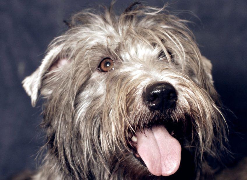 Portret glen of imaal terriera